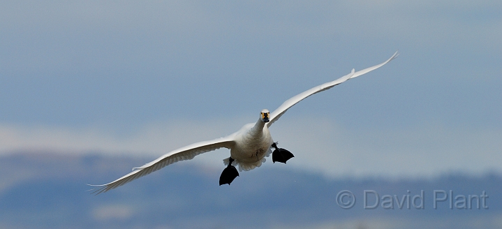 Bewick's swan flying - C.jpg - Bewick's swan in flight - Slimbridge